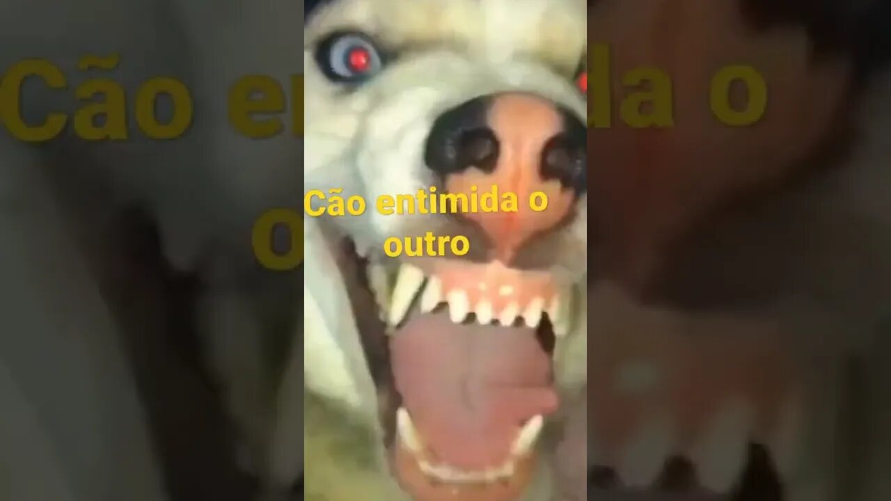 ✅cão tenta intimida outro cão #shorts