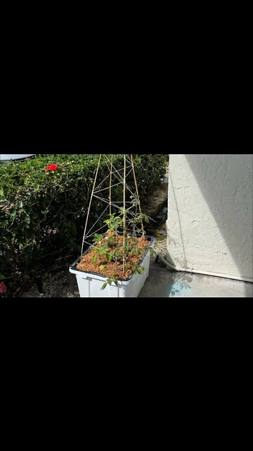 Patio Sized Raised Bed