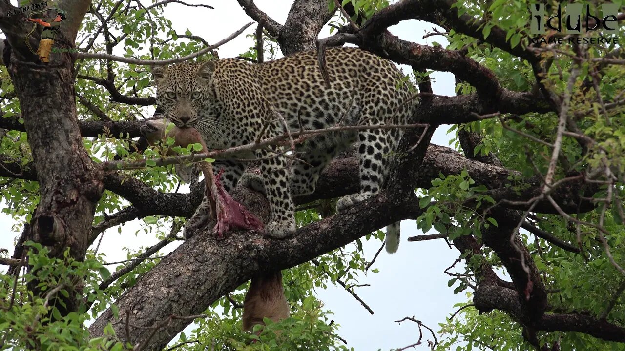 Scotia Female Leopard Eats A Steenbok