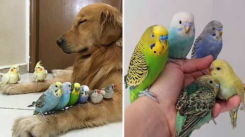 Funny and Cute Parrots Videos Compilation cute moments of the animals - Cute Birds