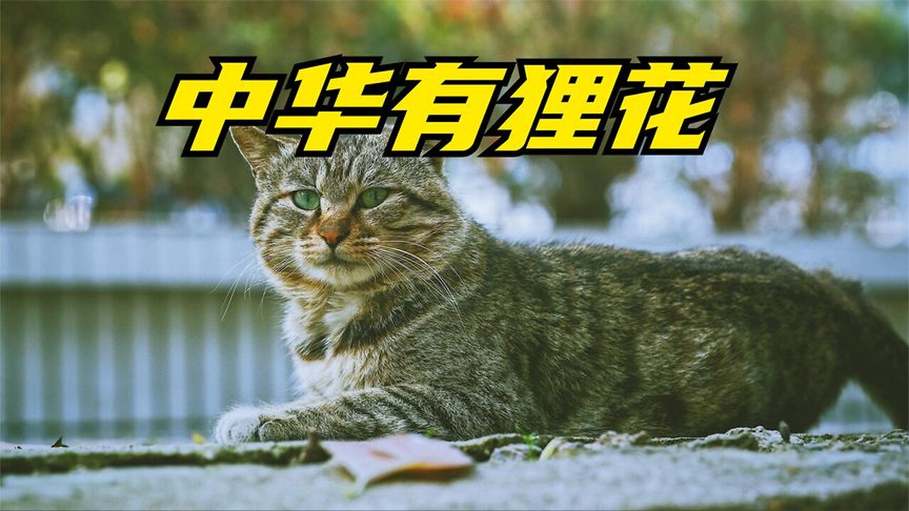 If China has a magical cat, it must be the civet cat