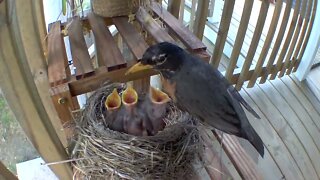 Nest Build to Birds Hatched - TWE 0384