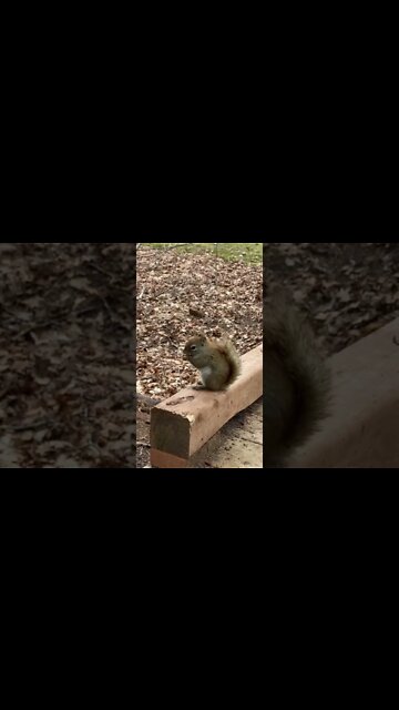 Squirrels eating is so cute