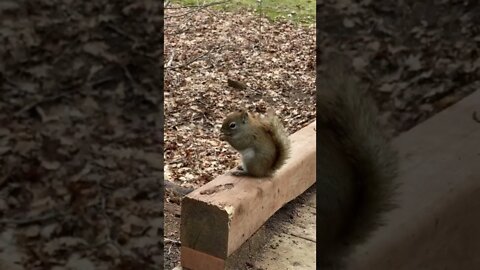 Squirrels eating is so cute