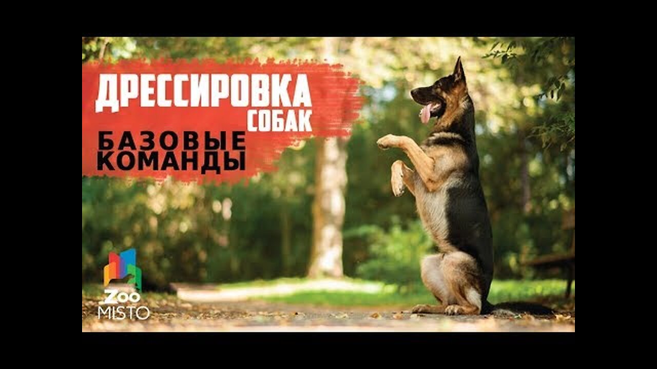 📹 Базовые команды в дрессировке собак