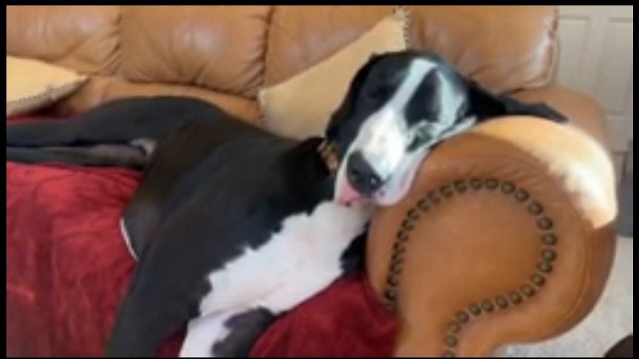 Super Great Dane snores while cat #sleeps in #dog #bed #shortvideo