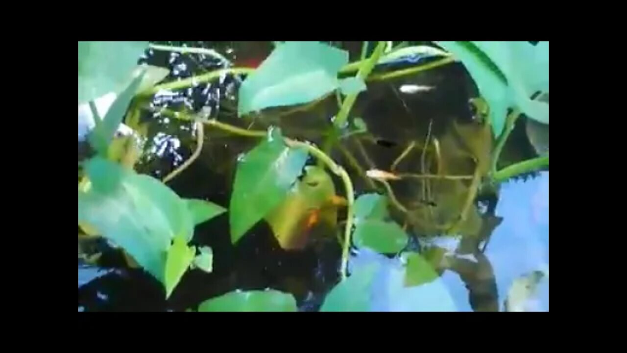 Fish Collection. Indoor and Outdoor-005