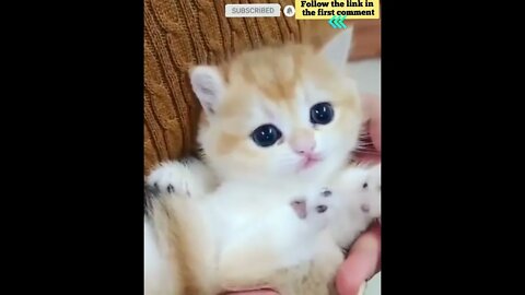cute cat videos 😹 funny videos 😂 682 😻 #shorts #shortsfunny #cutecat #catvideos #catsfood #catscare
