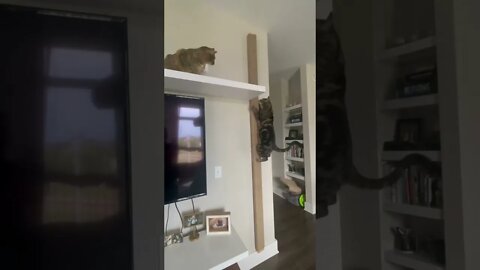 funny viral