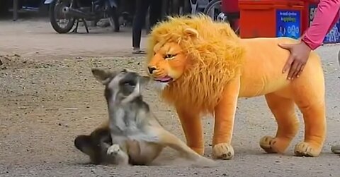 Fake lion dogs prank. Funny reactions viral compilation