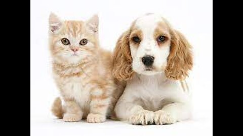 Cats n Dogs are so adorable