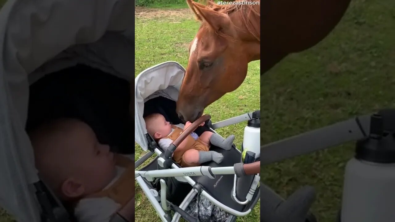 🐴 Horse meets Baby for the First Time #shorts