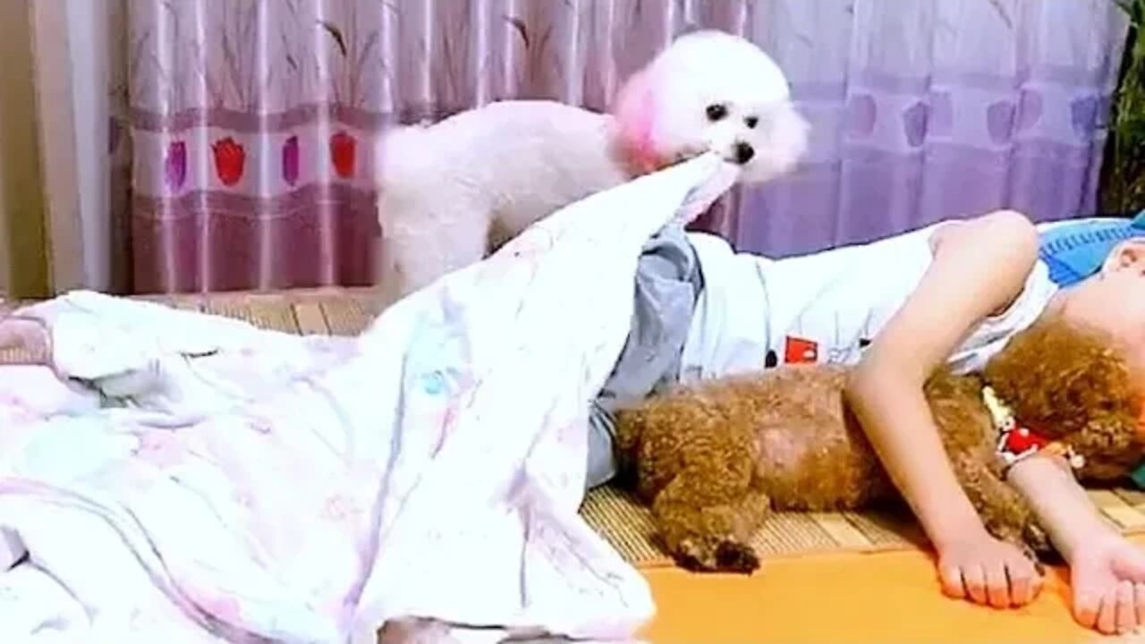 Dog help master quilt turn off the light and close the door please give him a thumbs up
