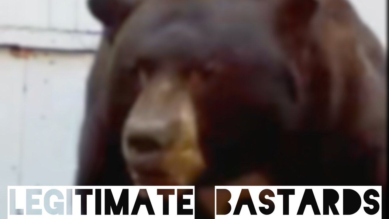 Legitimate Bears