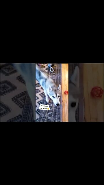 1Min Animal World #dogs #cats #pet