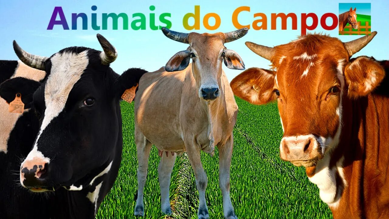 Som de Vacas Animais Sagrados da Índia Animais do Campo