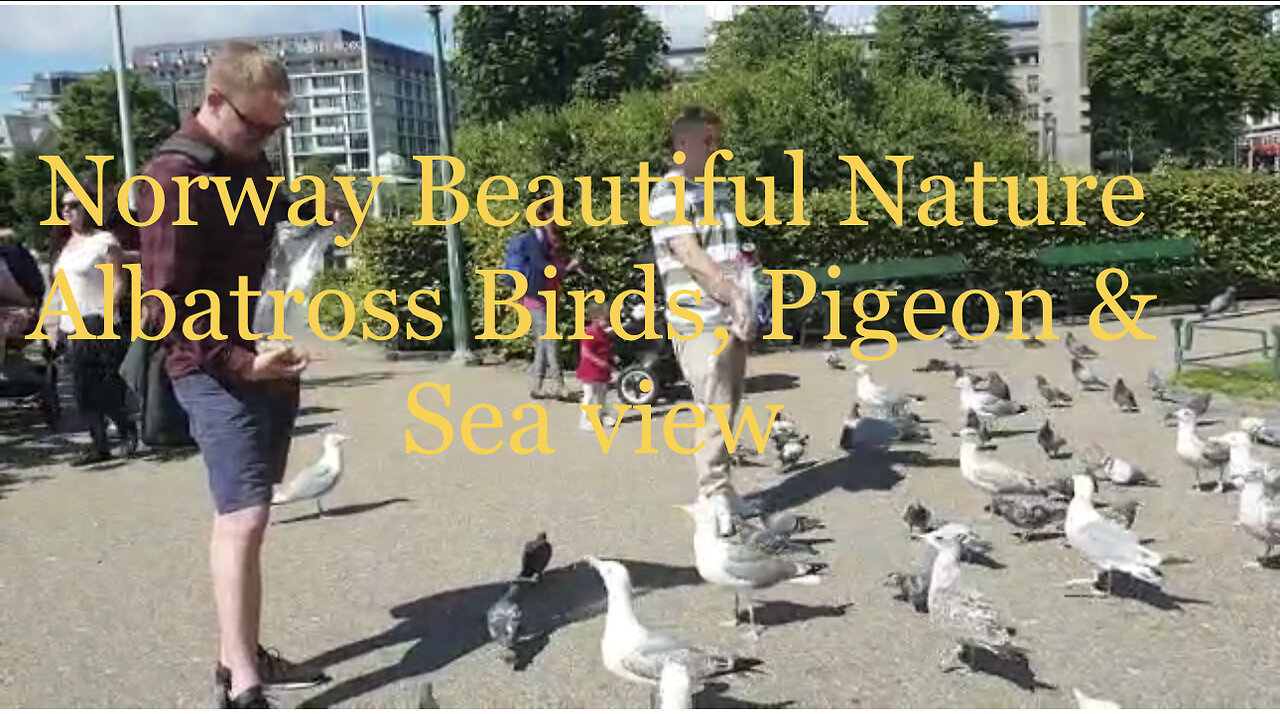 Beautiful Nature of Norway | Albatross Birds the Beauty of Sky | Pigeon | Sea view