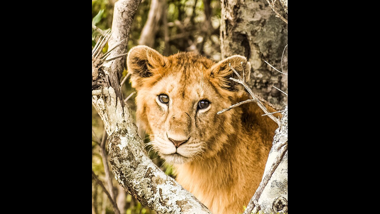 Lion vs crocodile fight 😱 Animal video wildlife forest