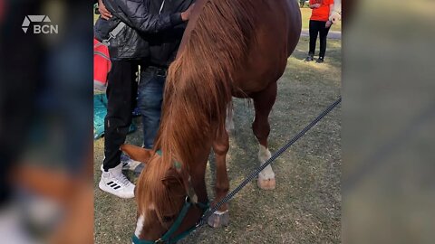 Lethbridge Therapeutic Riding Association To Hold Event In Galt Gardens - August 17, 2022