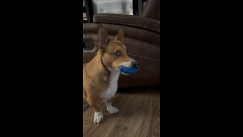 Corgi playing squeak toy