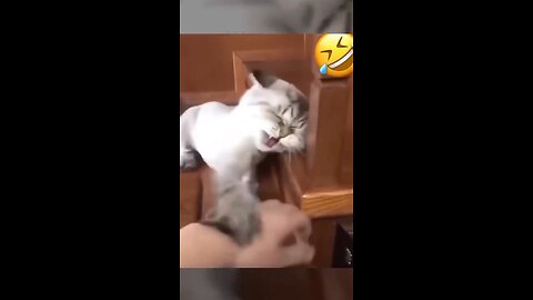 very funny cat and dogs compilation funny🤣