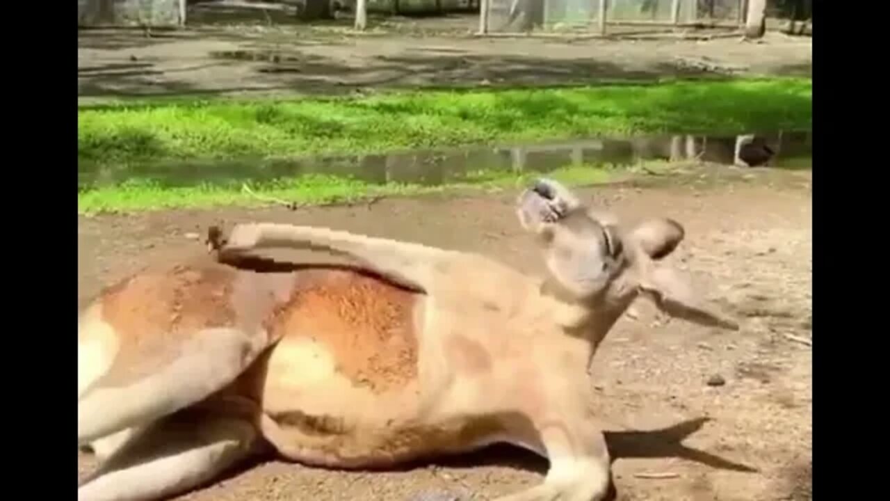 Ichy Kangaroo - Daily Dose of Nature