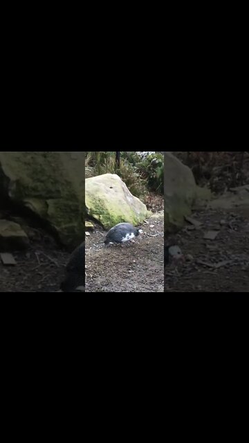 Picachu’s wing has completely healed