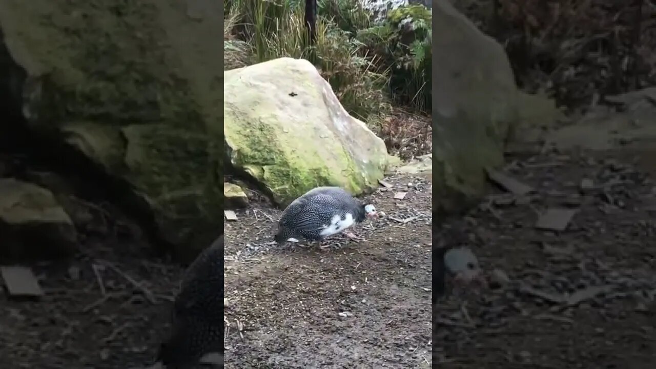 Picachu’s wing has completely healed