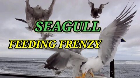 SEAGULL FEEDING FRENZY SEASIDE, OREGON 🇺🇲