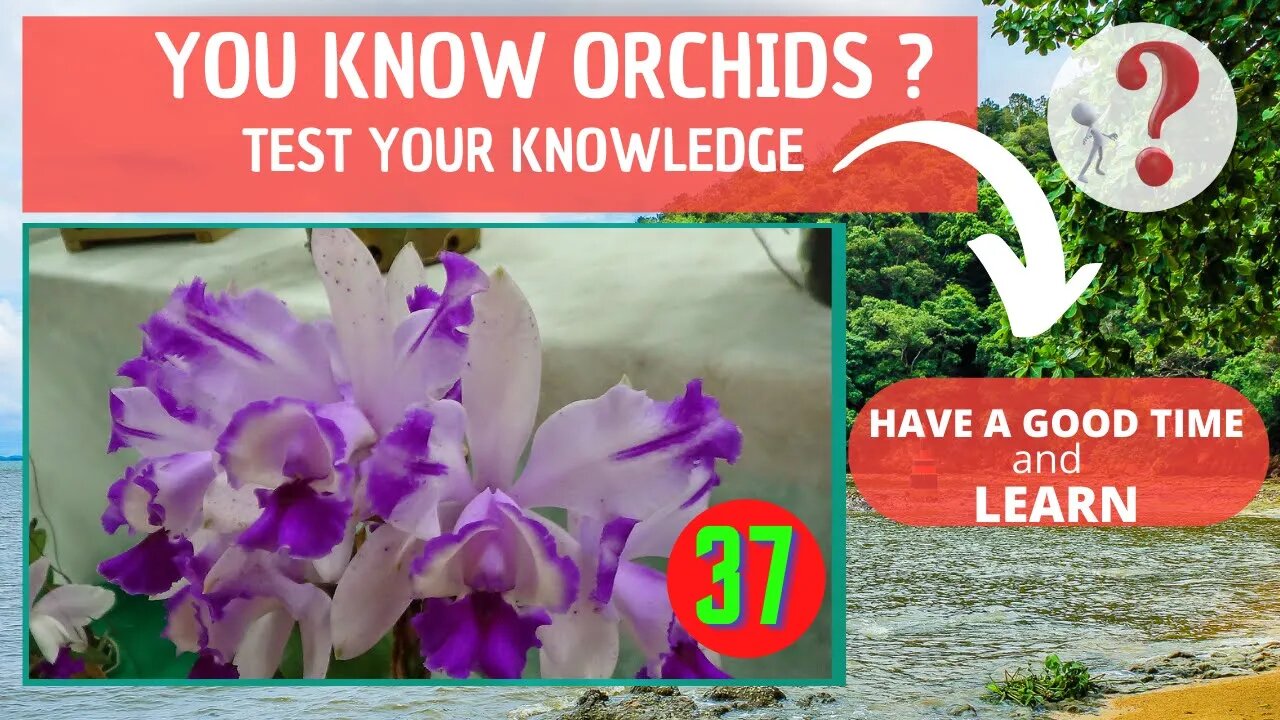 DO YOU KNOW ORCHIDS? WHAT IS THE NAME OF THIS ORCHID?HAVE FUN IDENTIFYING THIS ORCHID