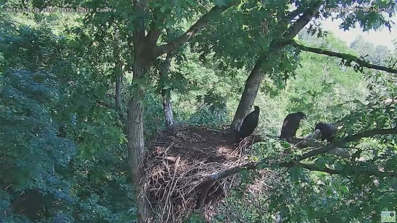 Hays Bald Eagles H17 picking Branch Leaves off the Limb 2022 06 01 0943am