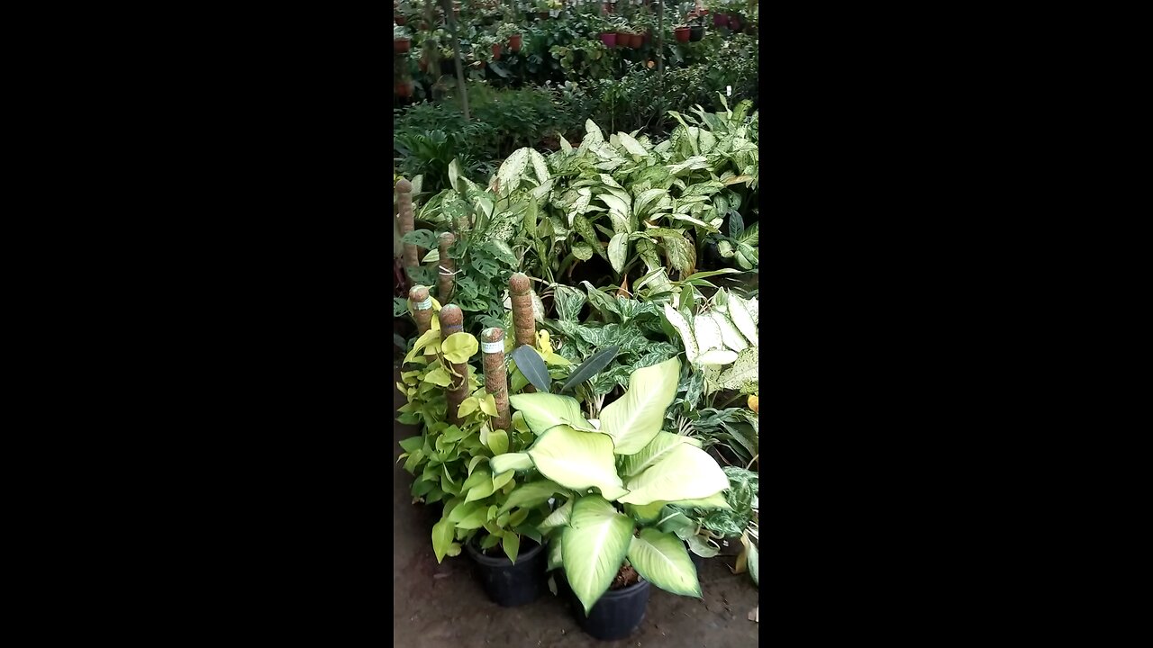 ornamental indoor plants