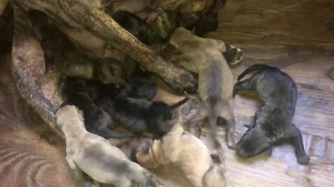 Justice x Halo pups - day 1