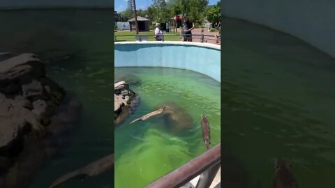 Sea Otters playing with each other