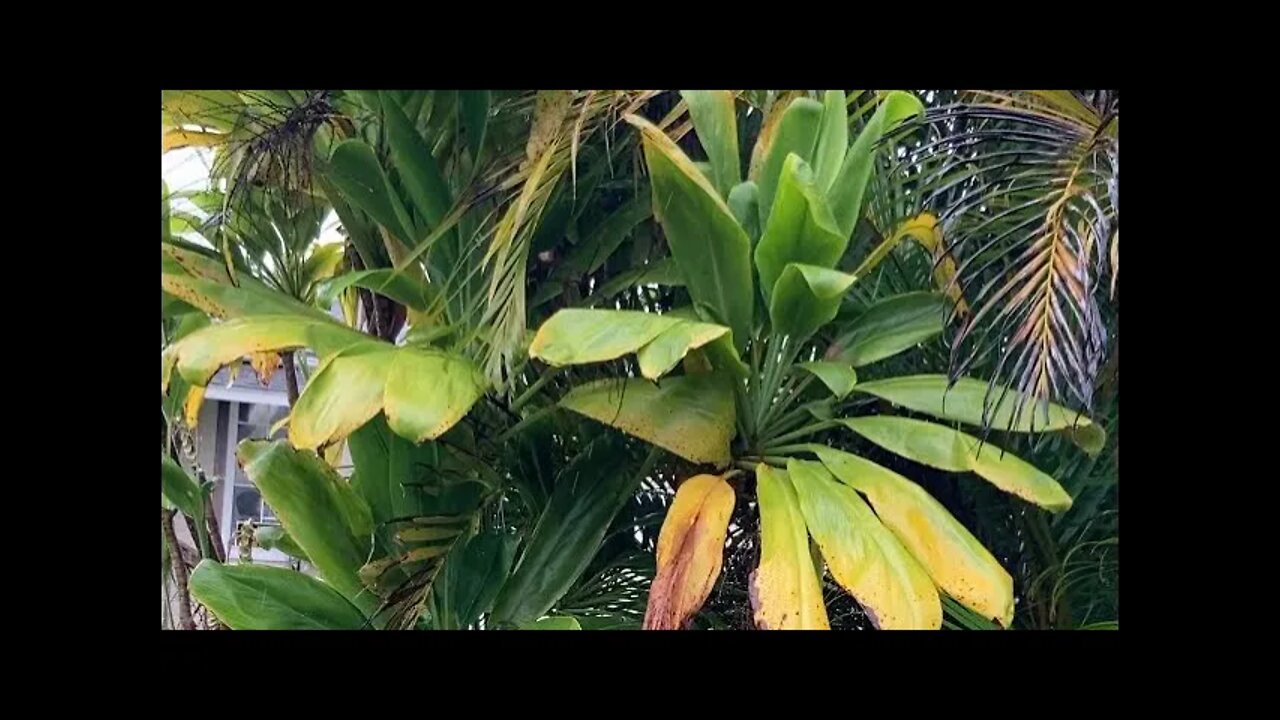 PREPARING A ROPE OF TĪ LEAF FOR THE HOʻOLAULEʻA CELEBRATION AT PĀ’ULA’ULA