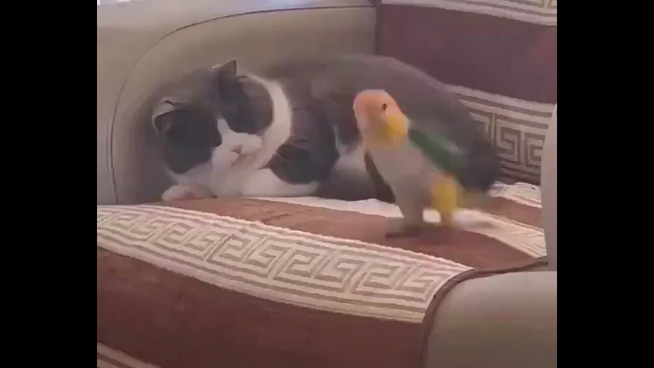 Cat Beats Up Bird for Annoying him