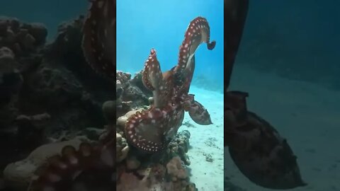 Octopus love 🐙