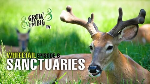 Whitetail Sanctuaries | Grow 'em Big TV