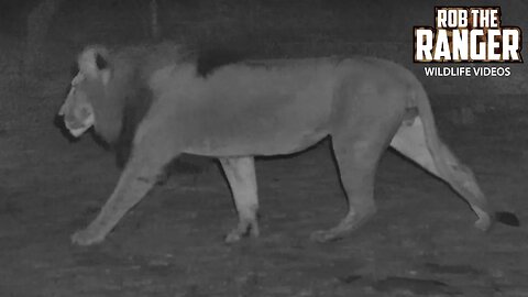 Lions At Night | Lalashe Mara Ripoi Safari