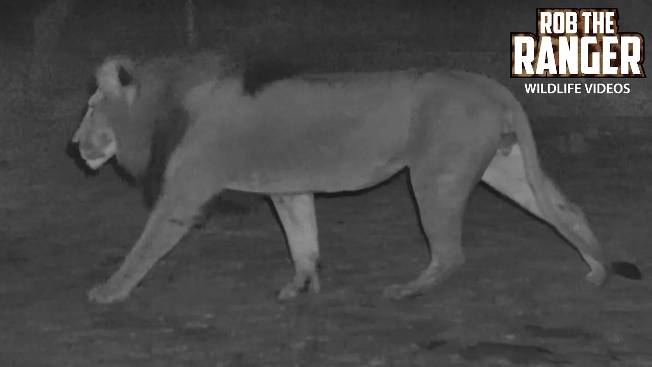 Lions At Night | Lalashe Mara Ripoi Safari