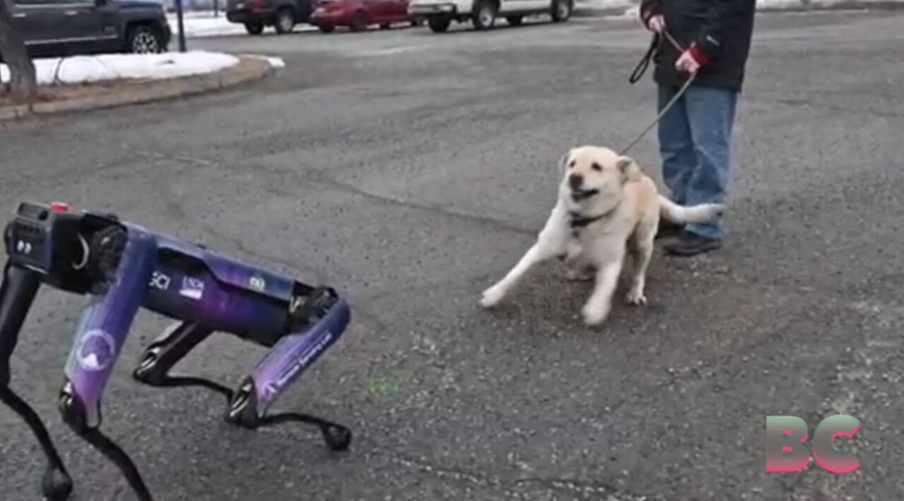 4-legged robot to help deter wildlife strikes at Alaska airport