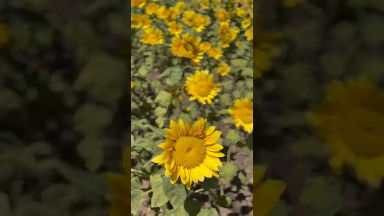 A large patch of sunflowers by highway 152 at Gilroy California. #shorts version.