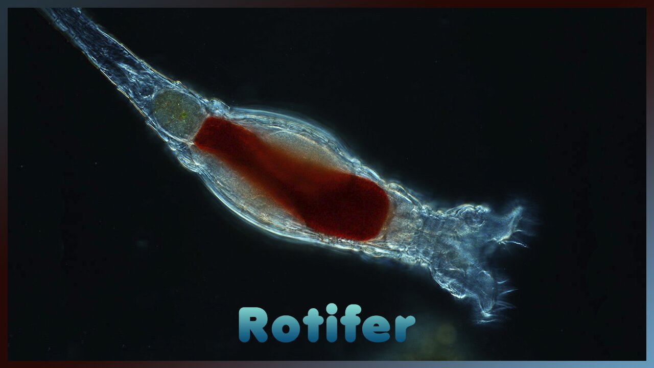 Rotifers