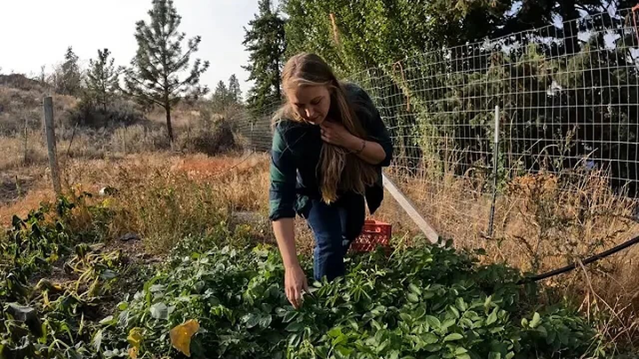 Potatoes of The Year! 🥔