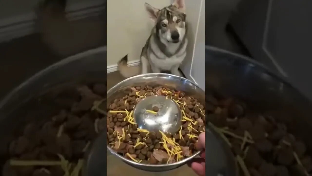 Funny Animals 160 funnycontent707