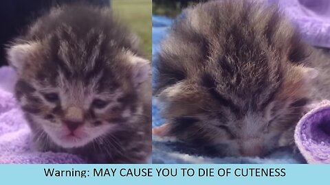 Kitten, 9 days old, crying with maximum cuteness