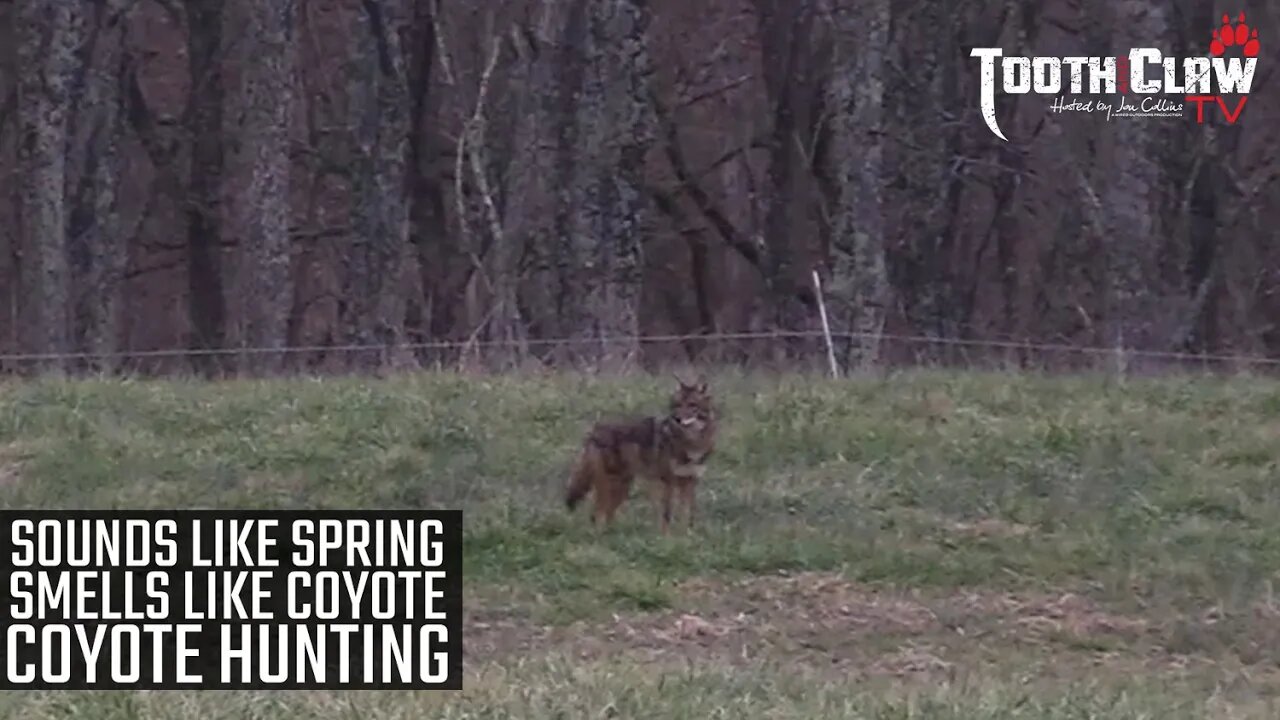 Sounds Like Spring Smells Like Coyote - Coyote Hunting