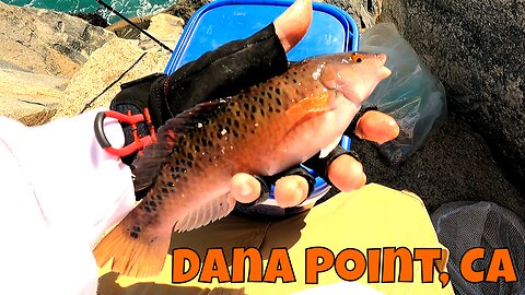 Ever Tried Eating Rock Wrasse... xD? Jetty Fishing Catch And Cook Dana Point, CA