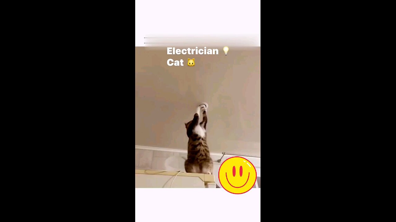 Mr. Electrician Cat 💡🐱