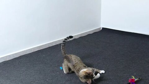 The Most Dynamic Little Cat